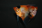 Maanvis Red Devil